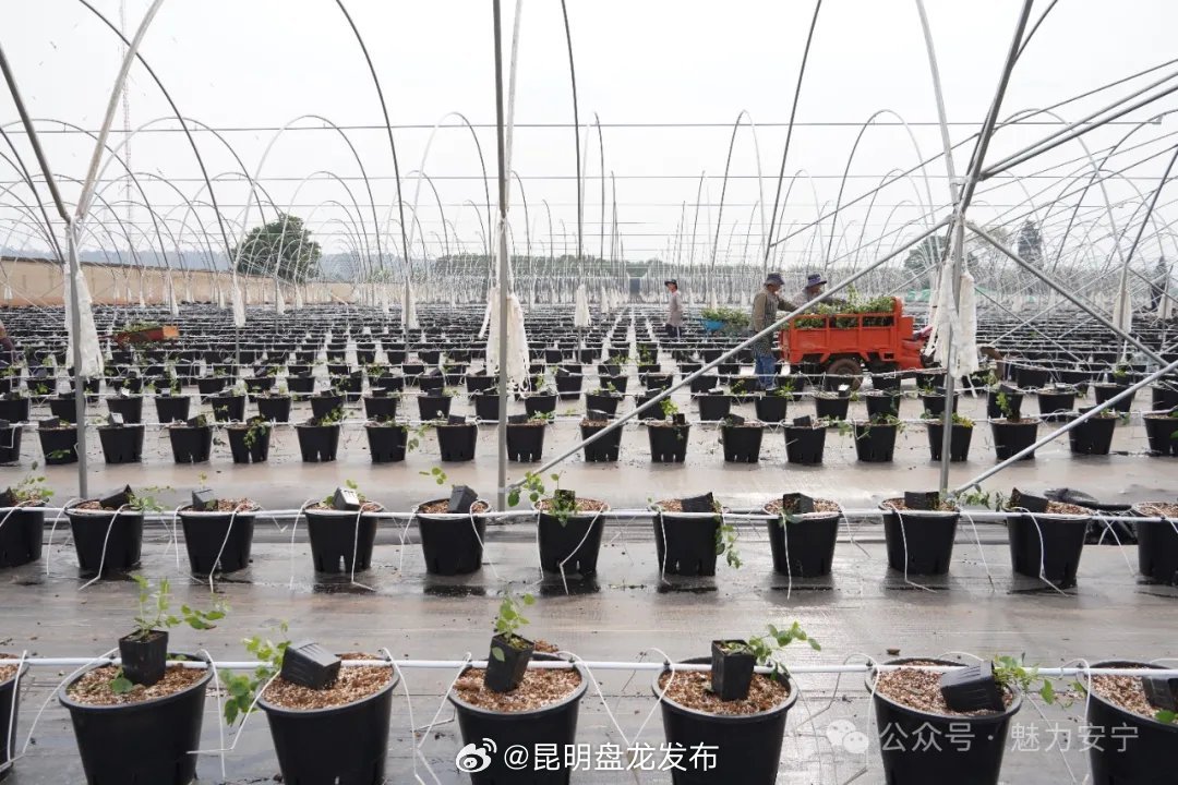 蓝莓“小浆果”背后的科技密码！走进金方街道惠澳农业蓝莓种植基地