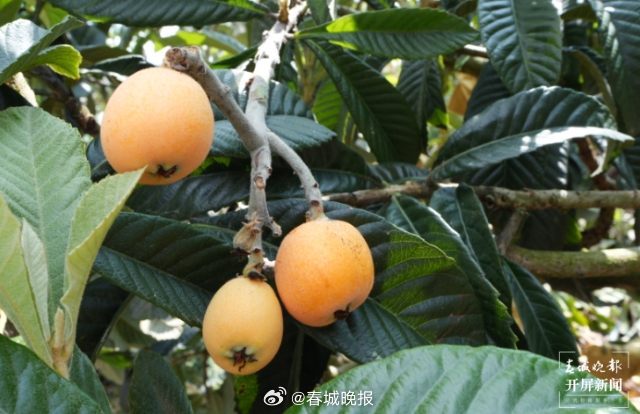 聚焦大理高原特色现代农业产业｜小小枇杷甜 致富路子宽