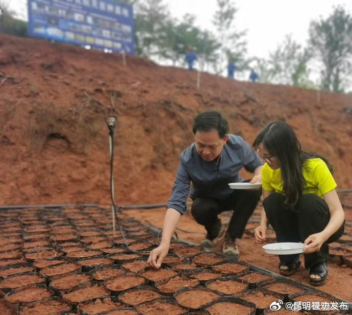 遨游太空的冬樱花种子在云南安家
