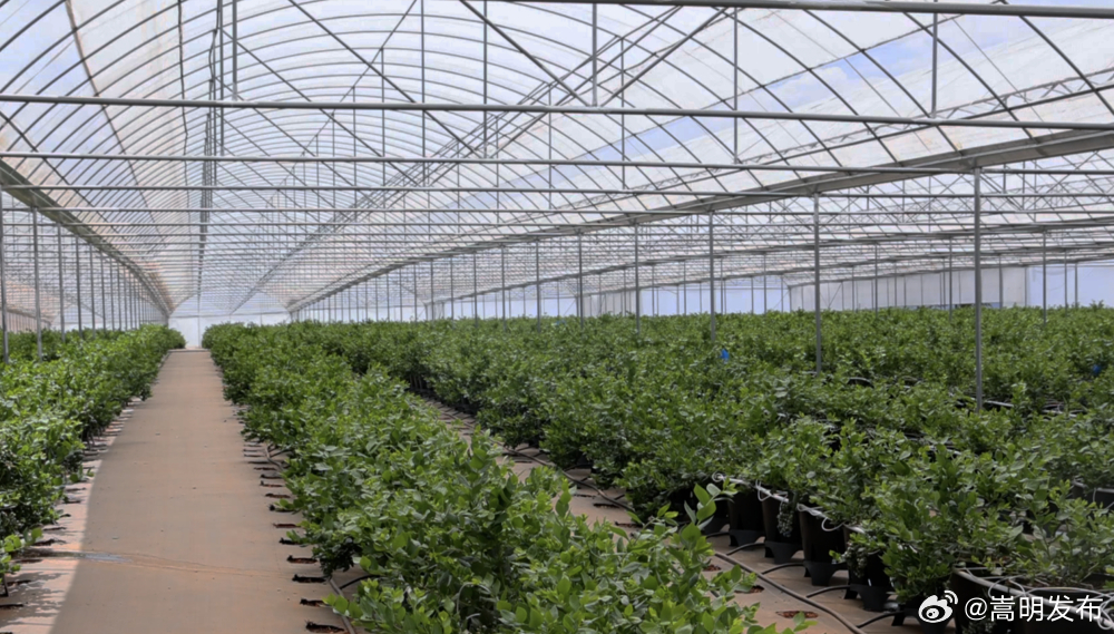 新华财经|小小蓝莓，在科技大棚种出9个亿