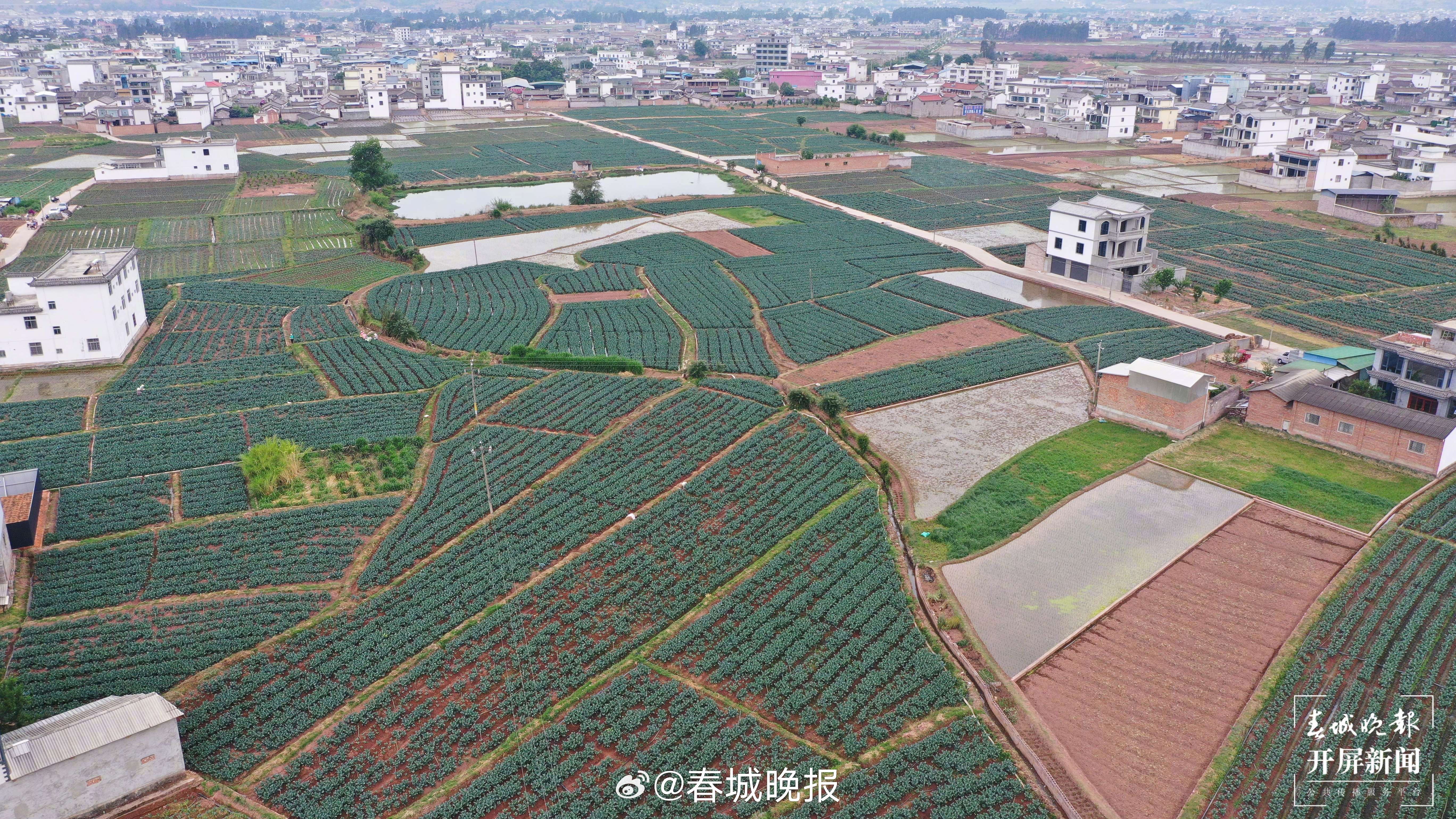 聚焦大理高原特色现代农业产业｜新晋菜圈“顶流”——巍山板蓝根青菜激活乡村新动能