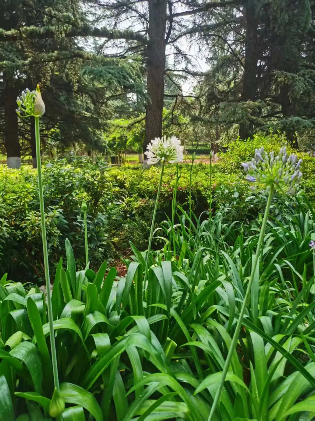 昆明市昙华寺公园