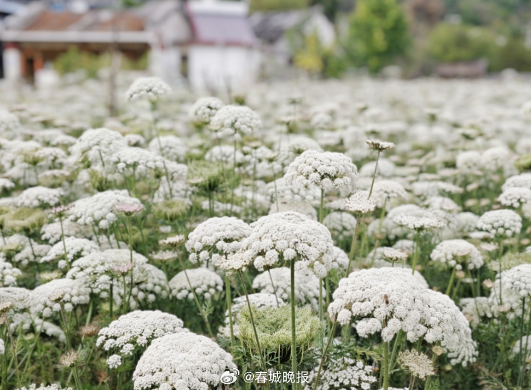 聚焦大理高原特色现代农业产业｜从背篓土货到精品果蔬，一颗高原紫玉萝卜的逆袭之路