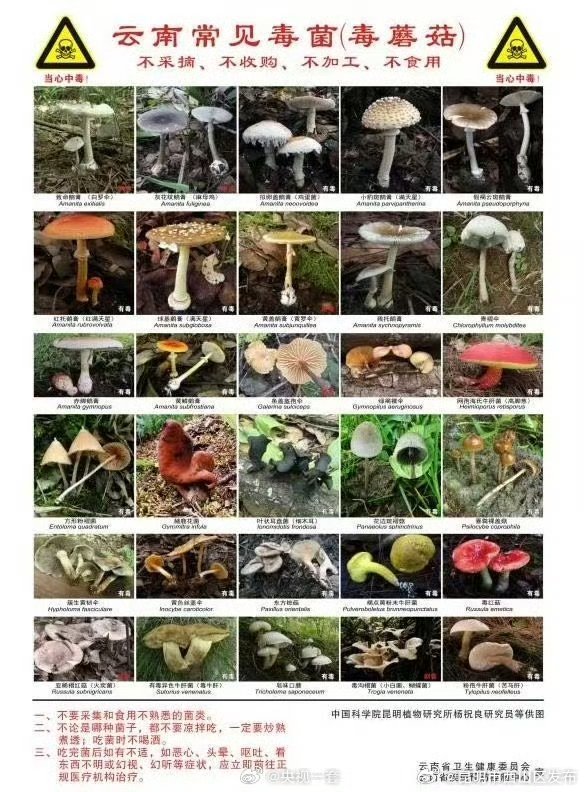 当心中毒！路边的野菇你千万不要采