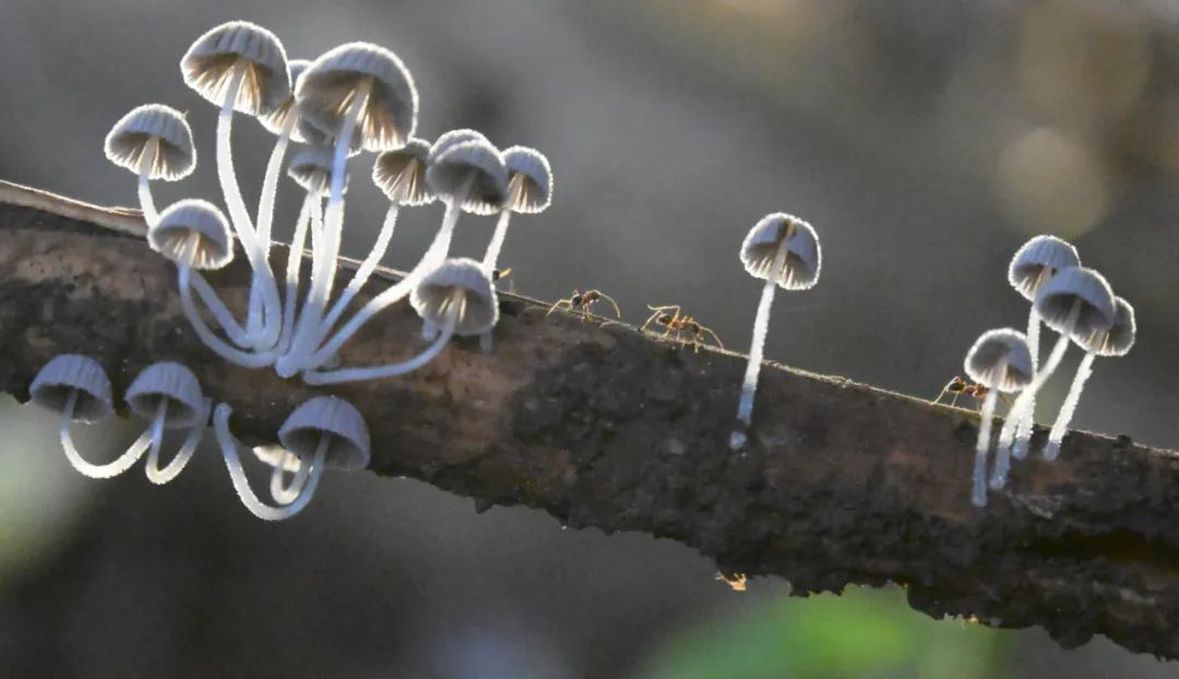 西双版纳望天树景区