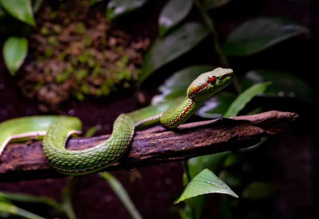 西双版纳望天树景区