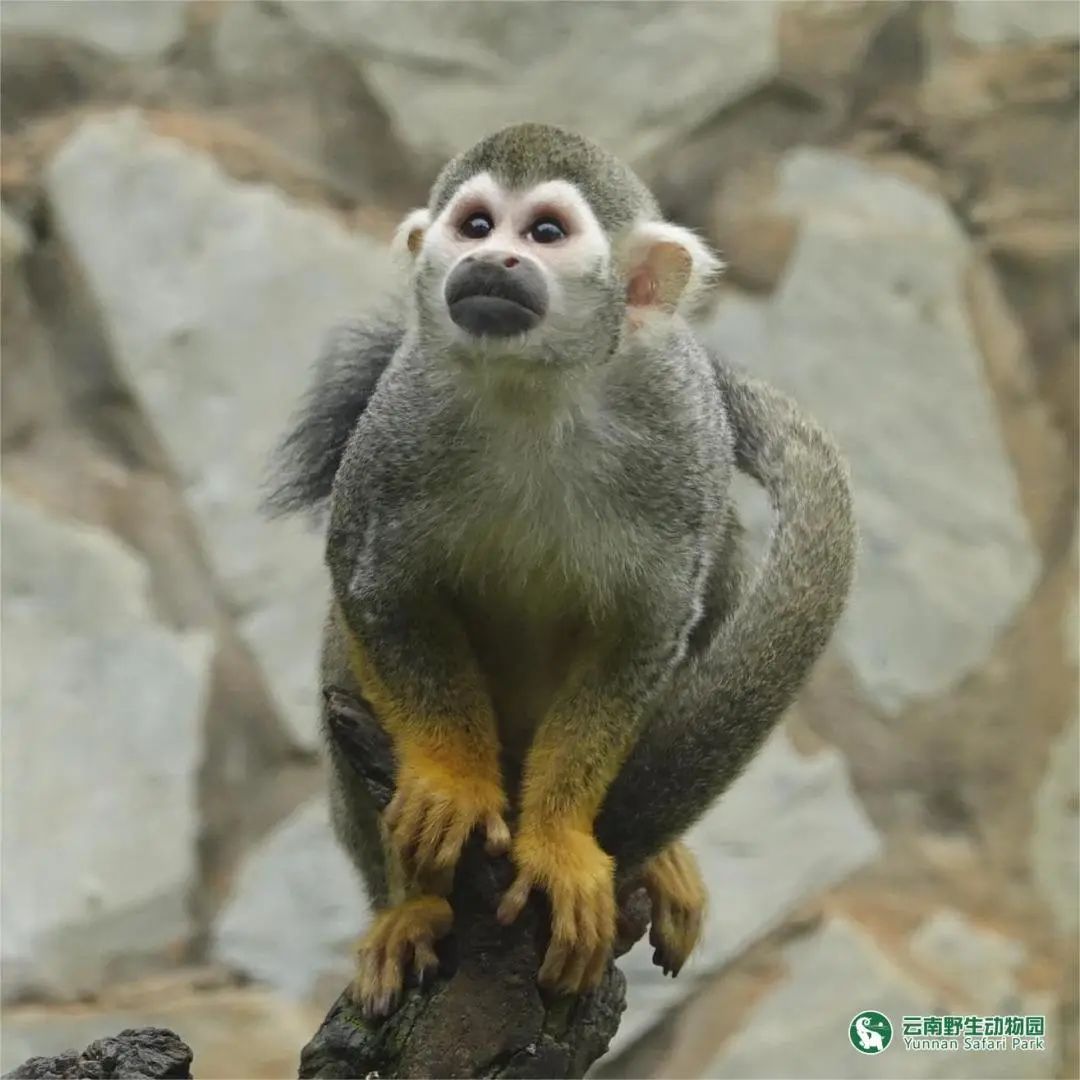 云南野生动物园