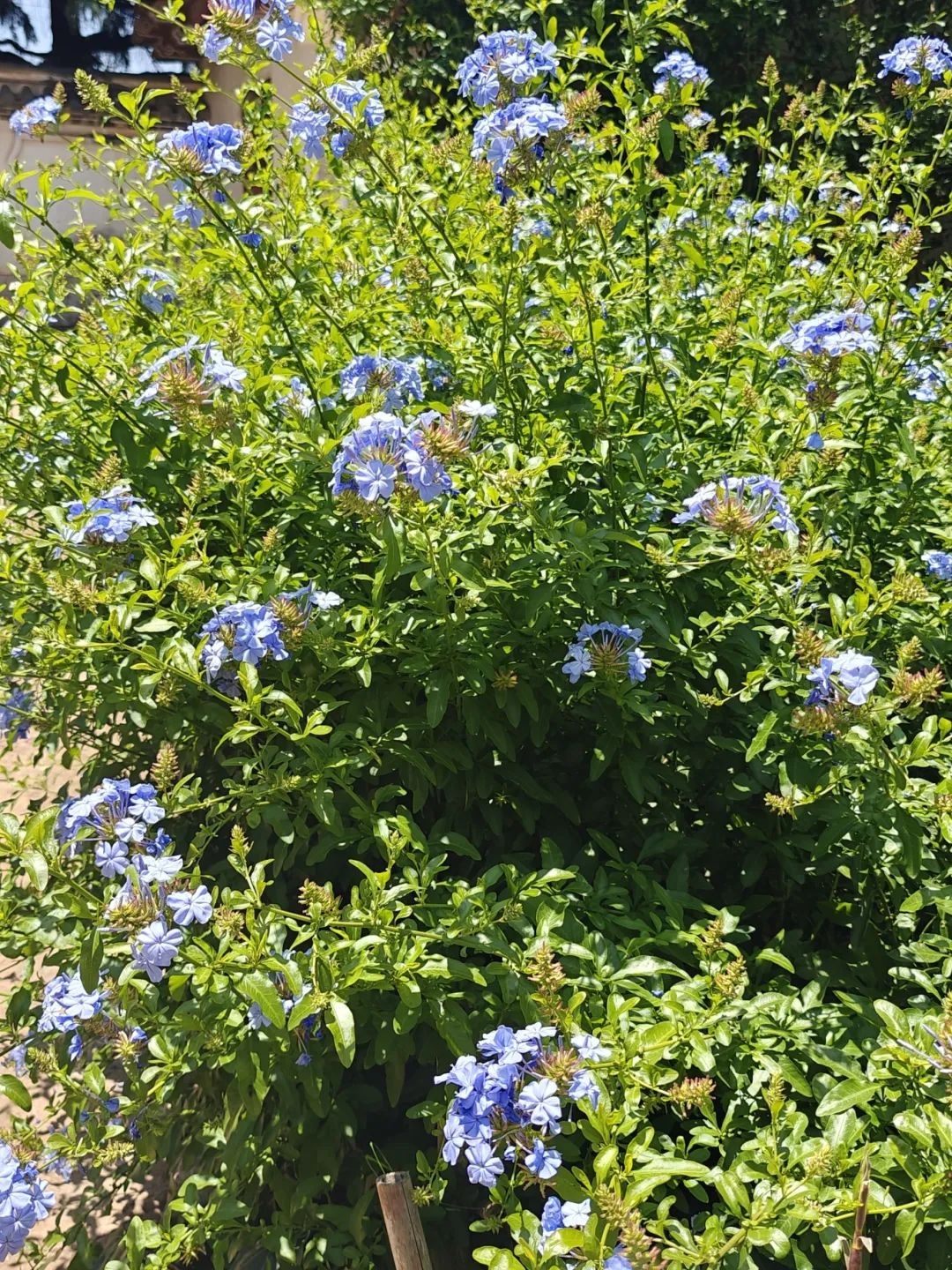 昆明市昙华寺公园