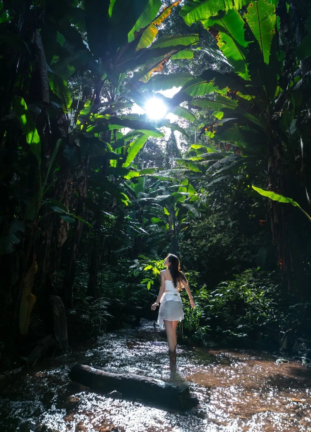 西双版纳望天树景区