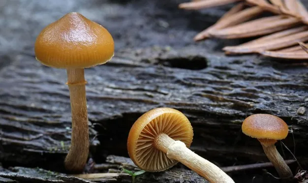 云南广播电视台