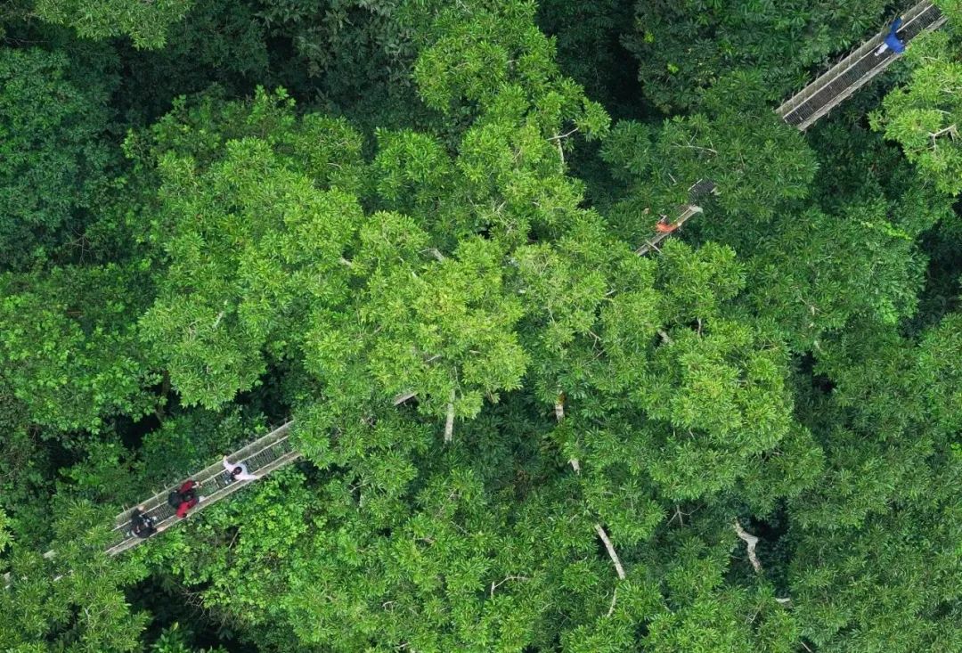 西双版纳望天树景区