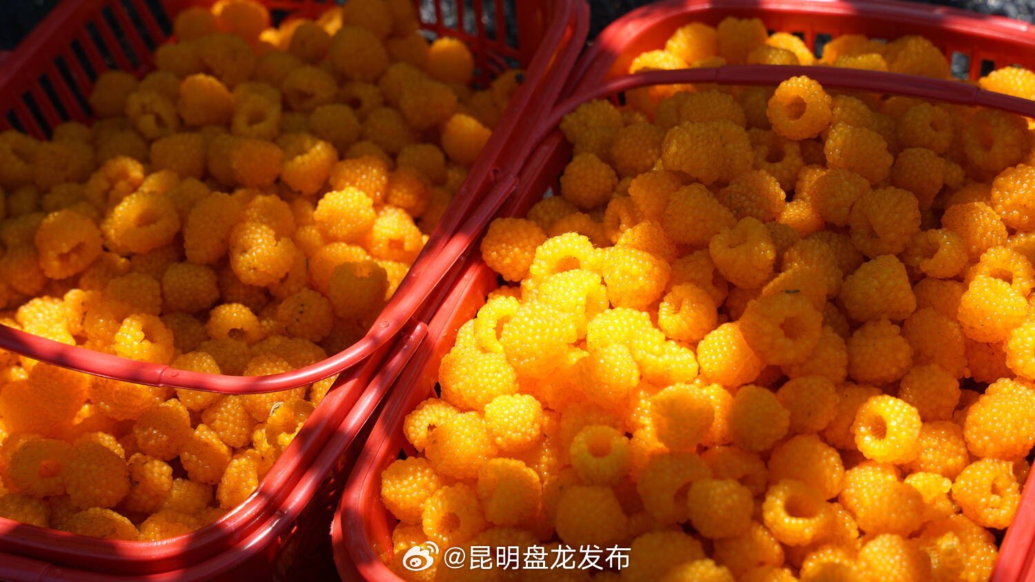 儿时山间的带刺黄泡变身夏日采摘新宠