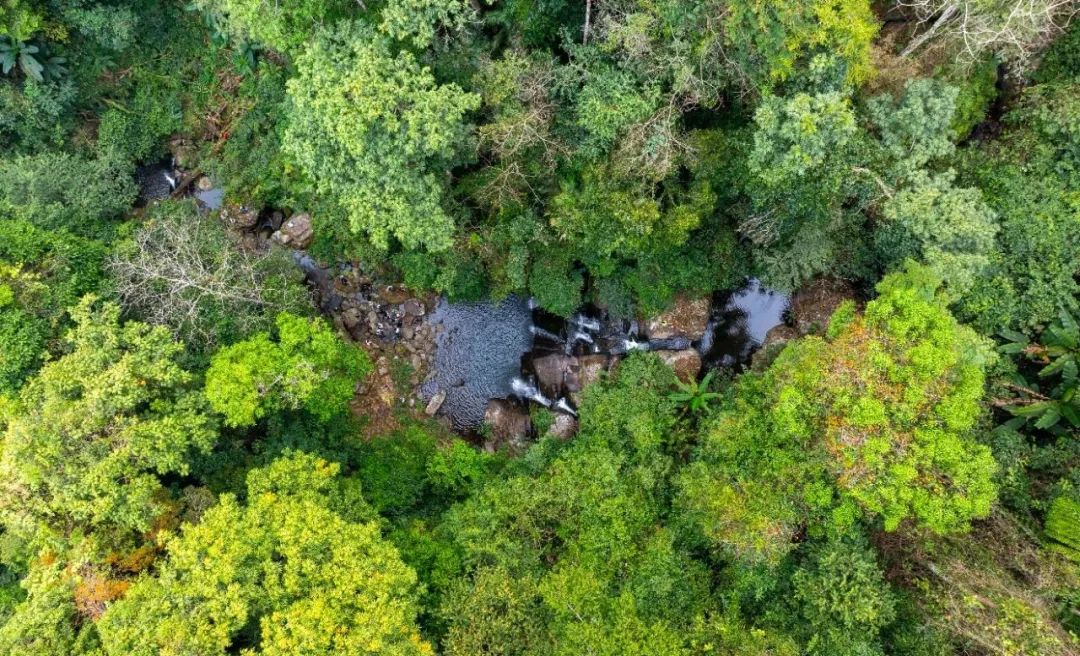 西双版纳望天树景区