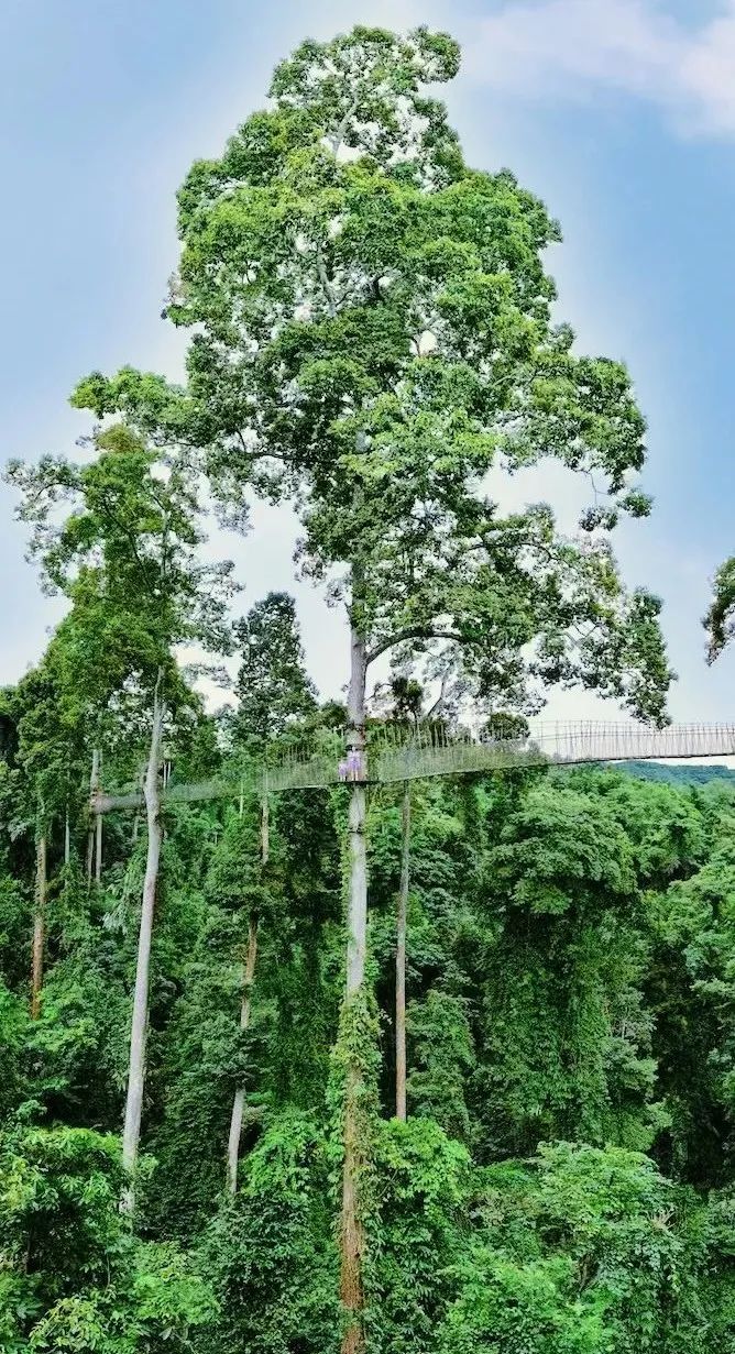 西双版纳望天树景区