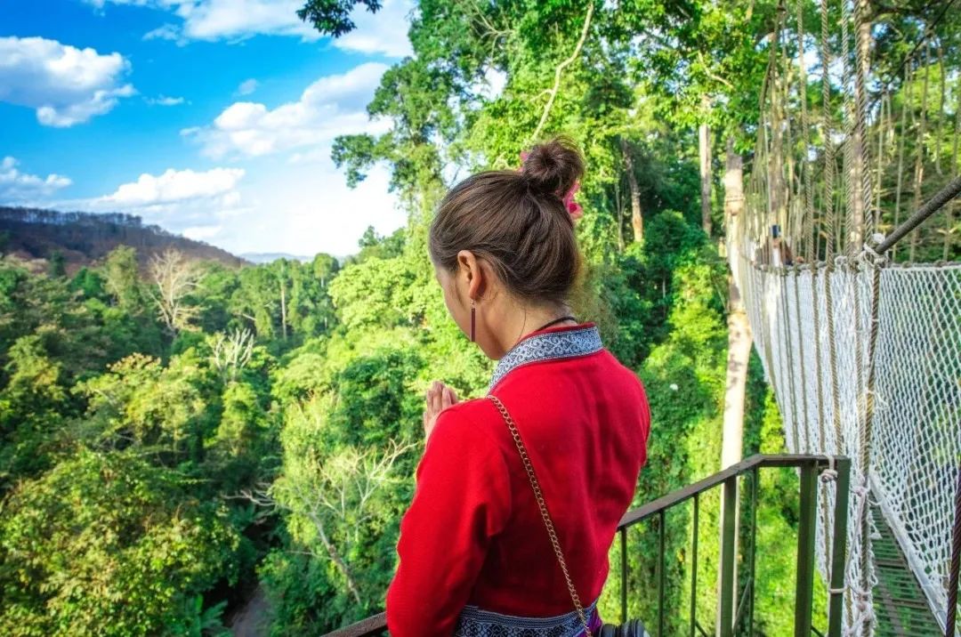 西双版纳望天树景区