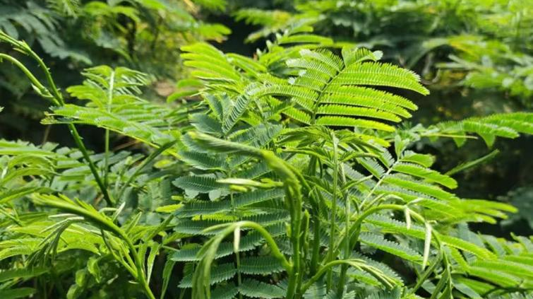 昆明市中医医院