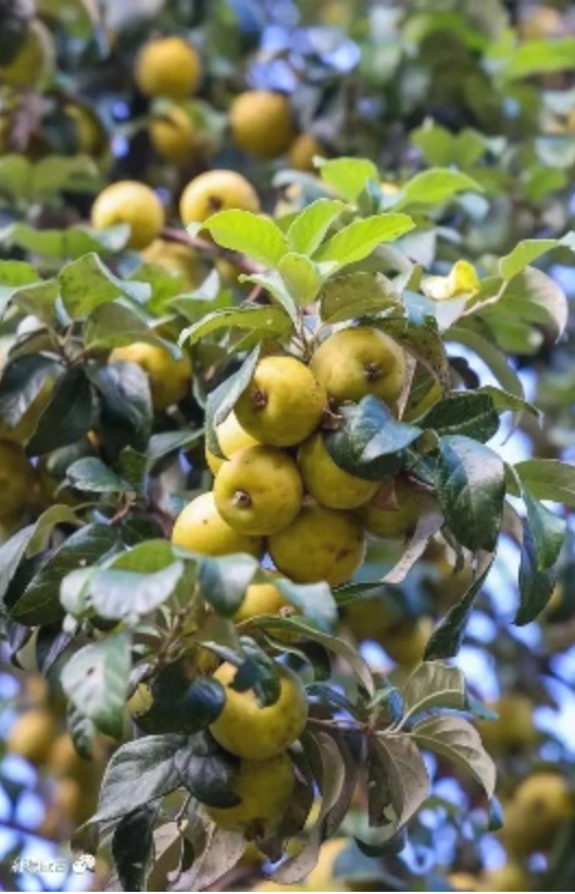 昆明市中医医院