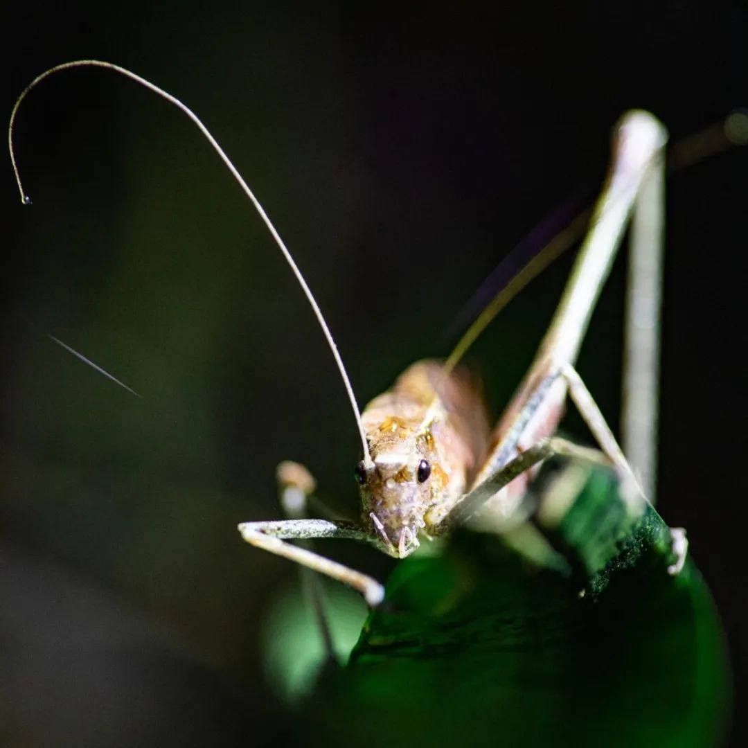 西双版纳望天树景区