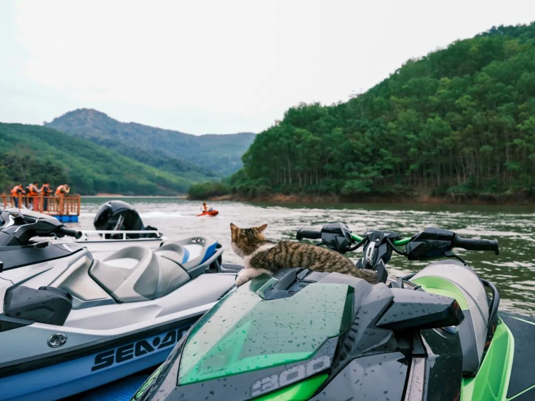西双版纳望天树景区