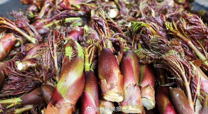 聚焦大理高原特色现代农业产业｜永平：山茅野菜成“致富金苗”