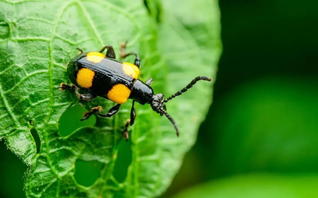 西双版纳望天树景区