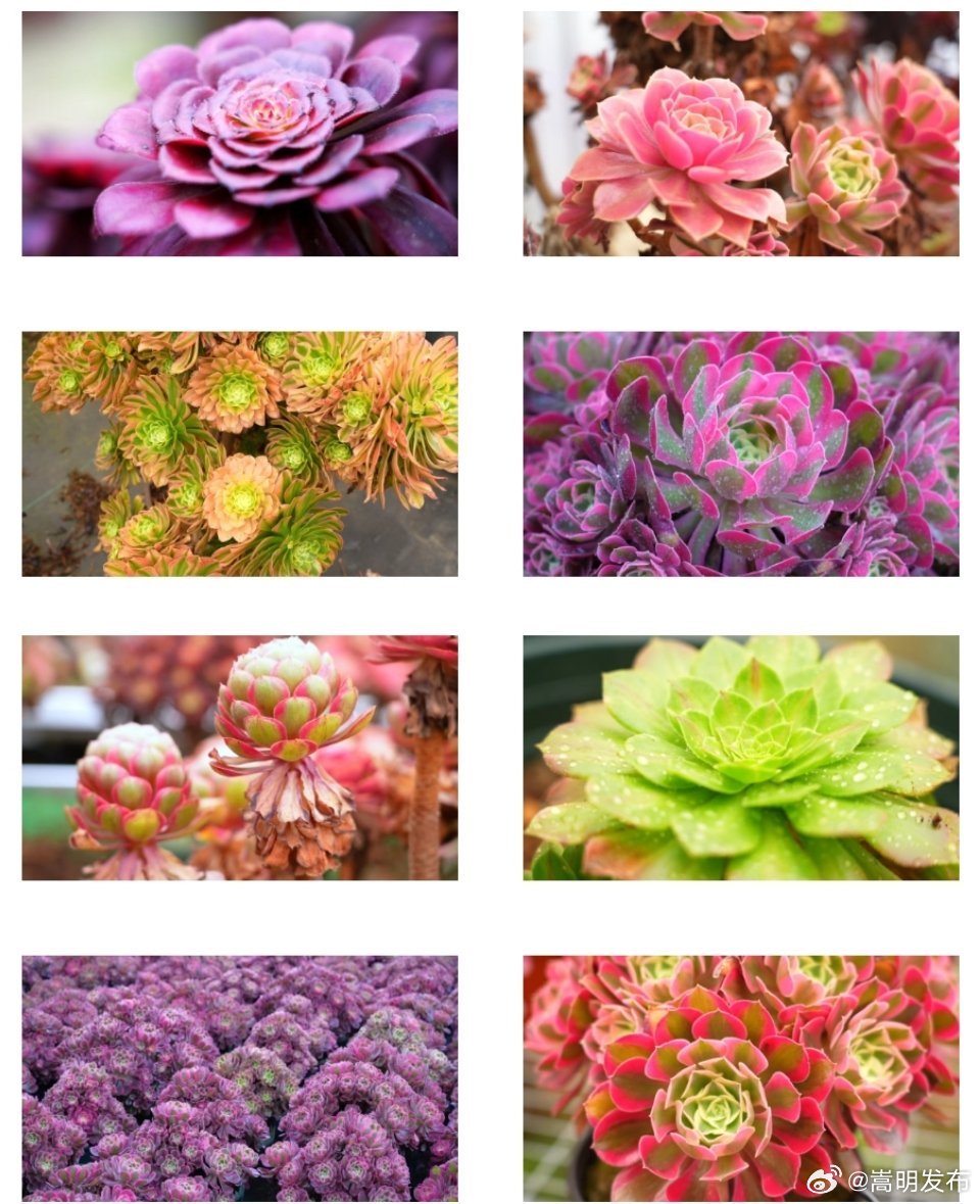 嵩明好物丨10万盆精品多肉法师锦钜惠来袭，欲购从速！