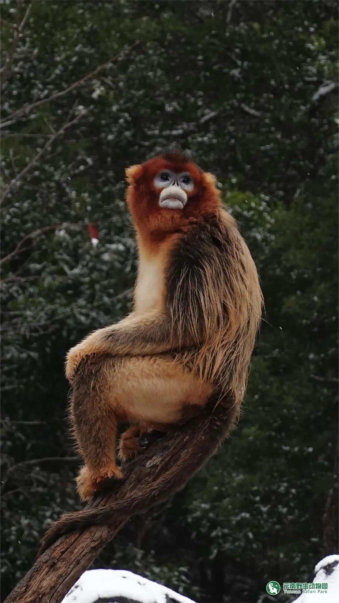 云南野生动物园