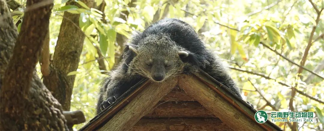 云南野生动物园