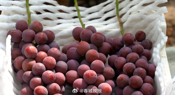 聚焦大理高原特色现代农业产业｜宾川葡萄明星品种“妮娜皇后”抢先上市