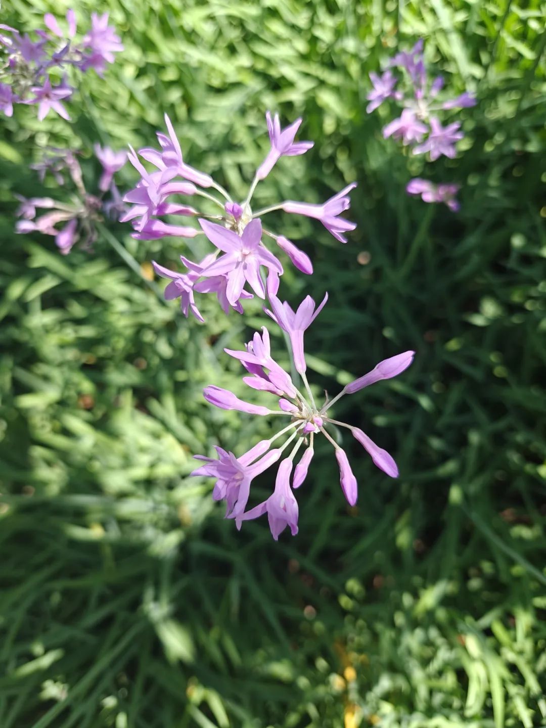 昆明市昙华寺公园