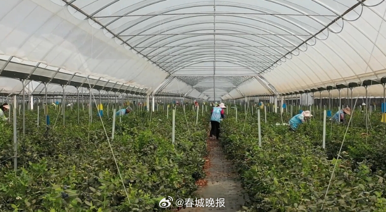聚焦大理高原特色现代农业产业｜云南最大单体蓝莓基地，就在宾川！