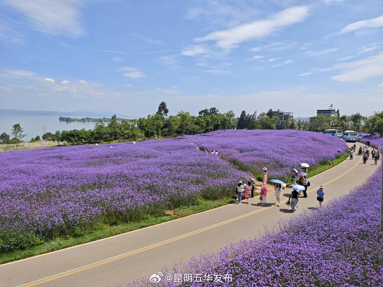 互联中国公益行动｜滇池畔小渔村的旅居新画卷