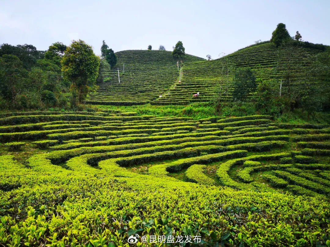 点绿成金 四海飘香！云南以“三茶”统筹为引领推动云茶产业高质量发展