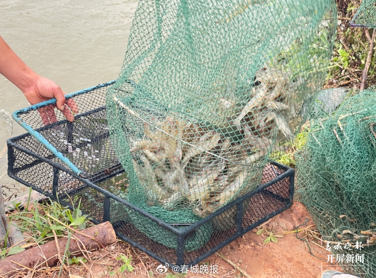 聚焦大理高原特色现代农业产业｜永平山乡藏“虾”机：蹦跳的不仅是海味更是财富密码