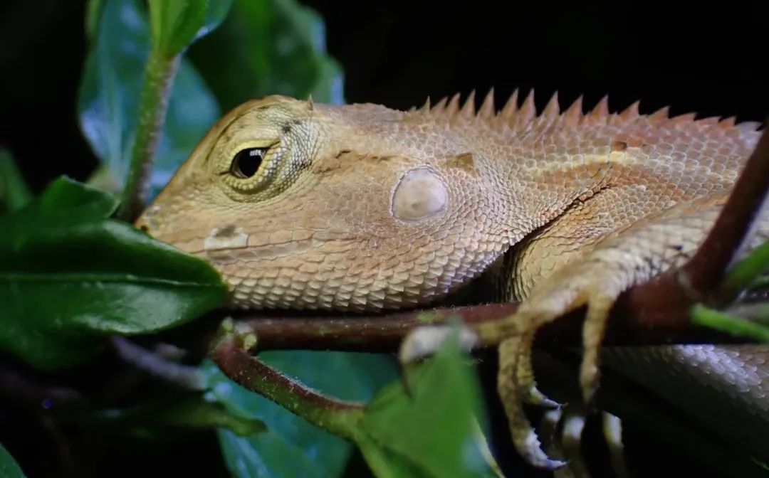 西双版纳望天树景区