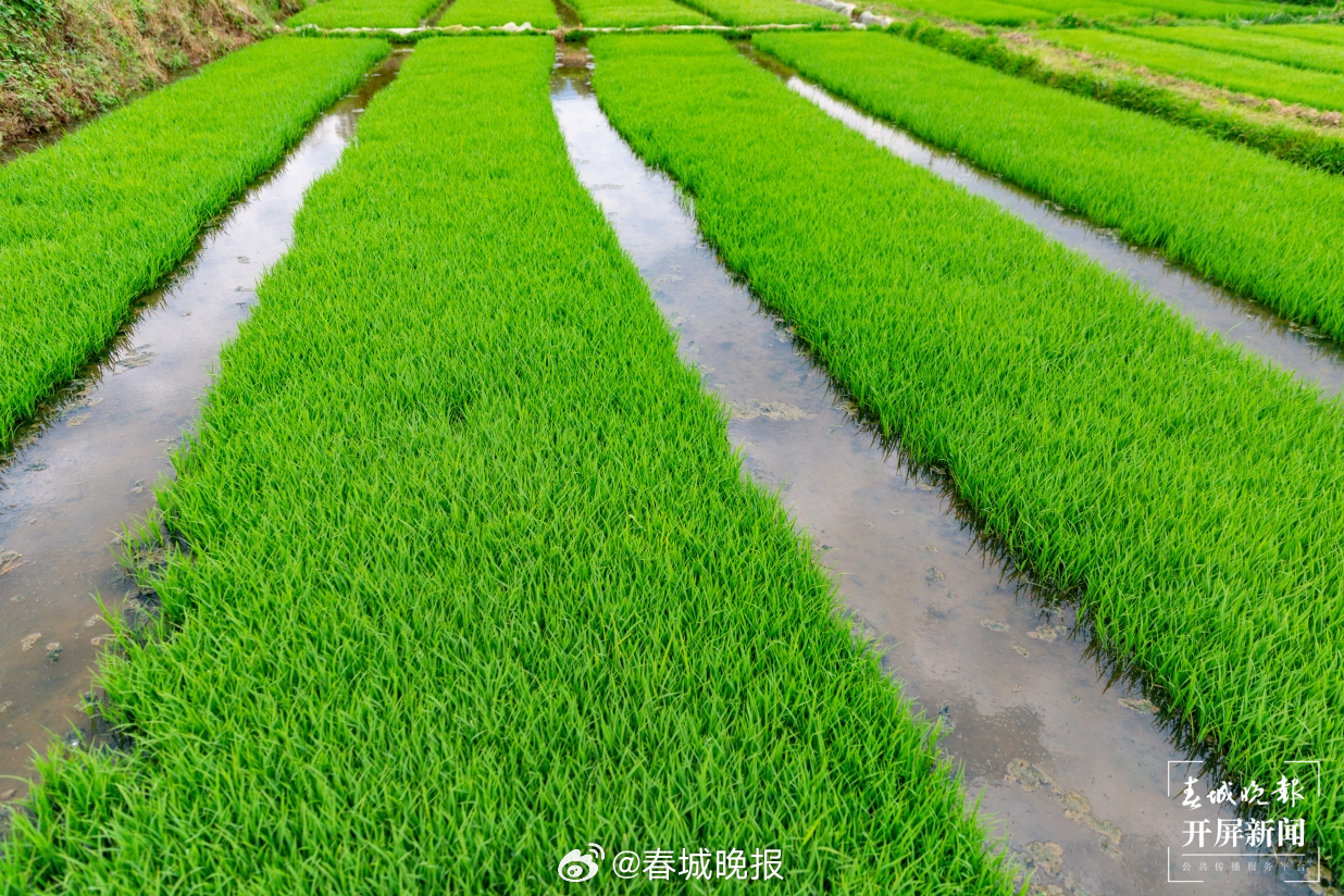 聚焦大理高原特色现代农业产业｜洱源的这粒米，凭啥让城里人抢着下田当“农夫”？