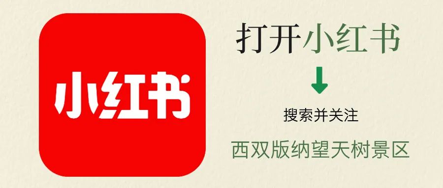 西双版纳望天树景区