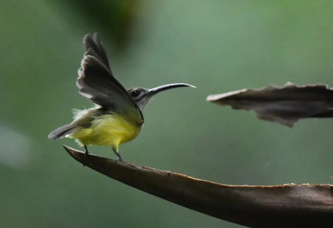 西双版纳望天树景区