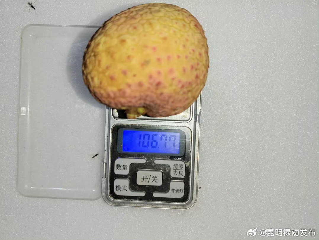 特大果荔枝品种在红河试种成功