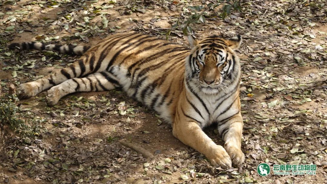 云南野生动物园