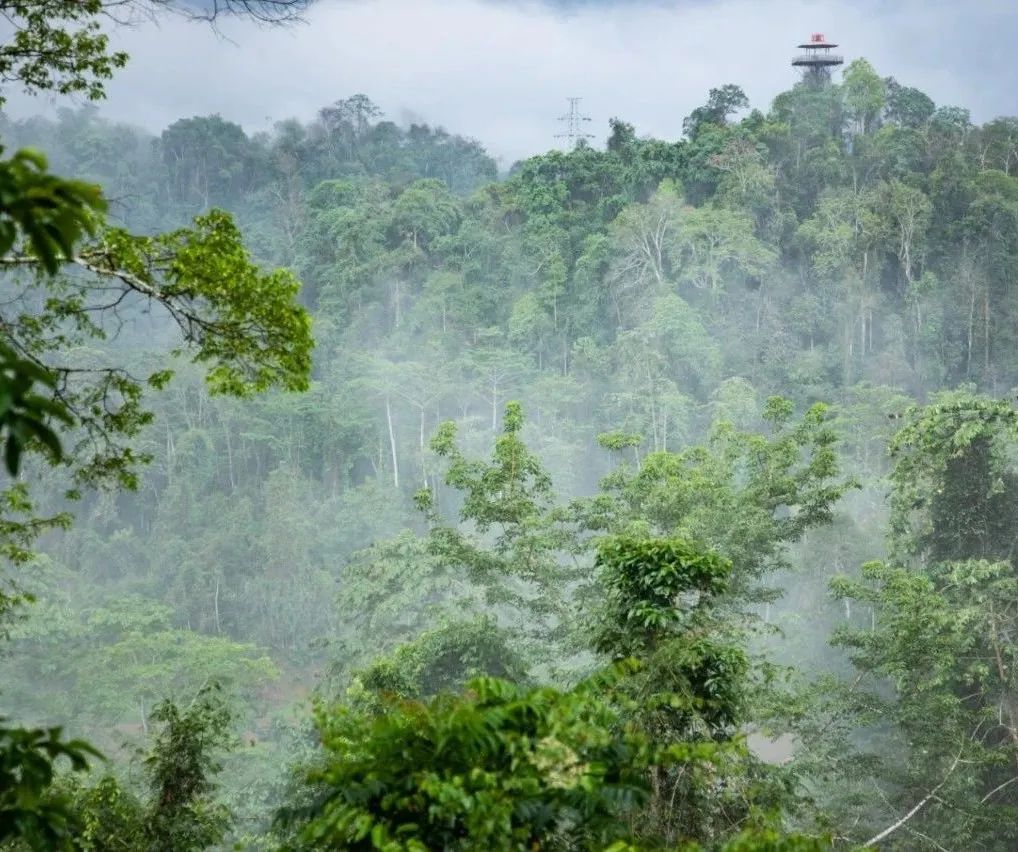 西双版纳望天树景区