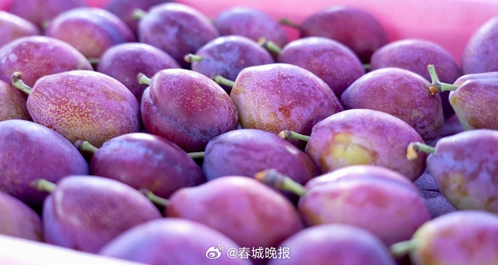 聚焦大理高原特色现代农业产业｜宾川西梅，蜜香甜！宾川人竟然种出了顶尖品质的西梅