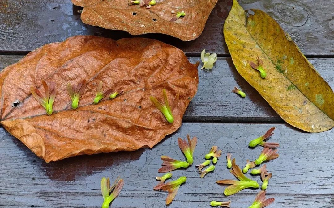 西双版纳望天树景区