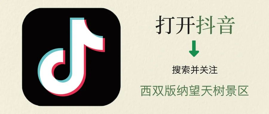 西双版纳望天树景区