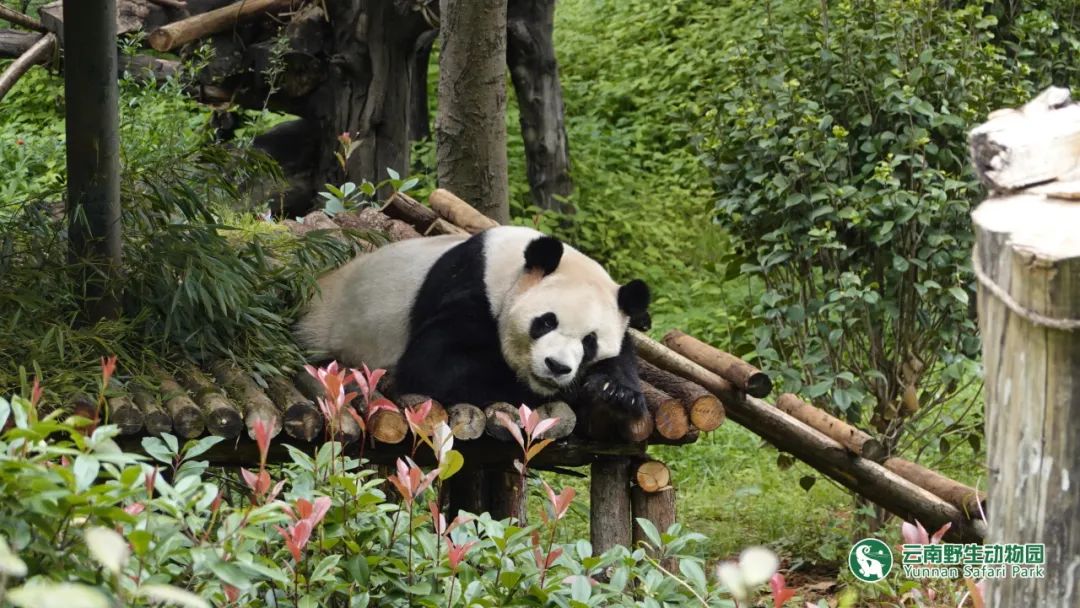 云南野生动物园