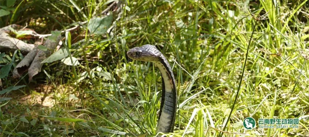 云南野生动物园