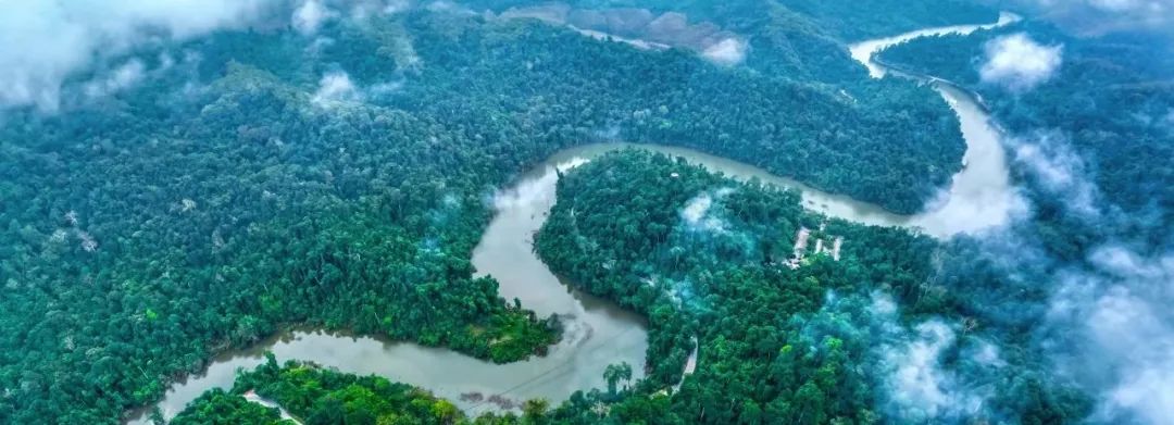 西双版纳望天树景区