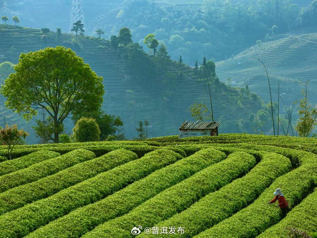 普洱茶，还得看普洱