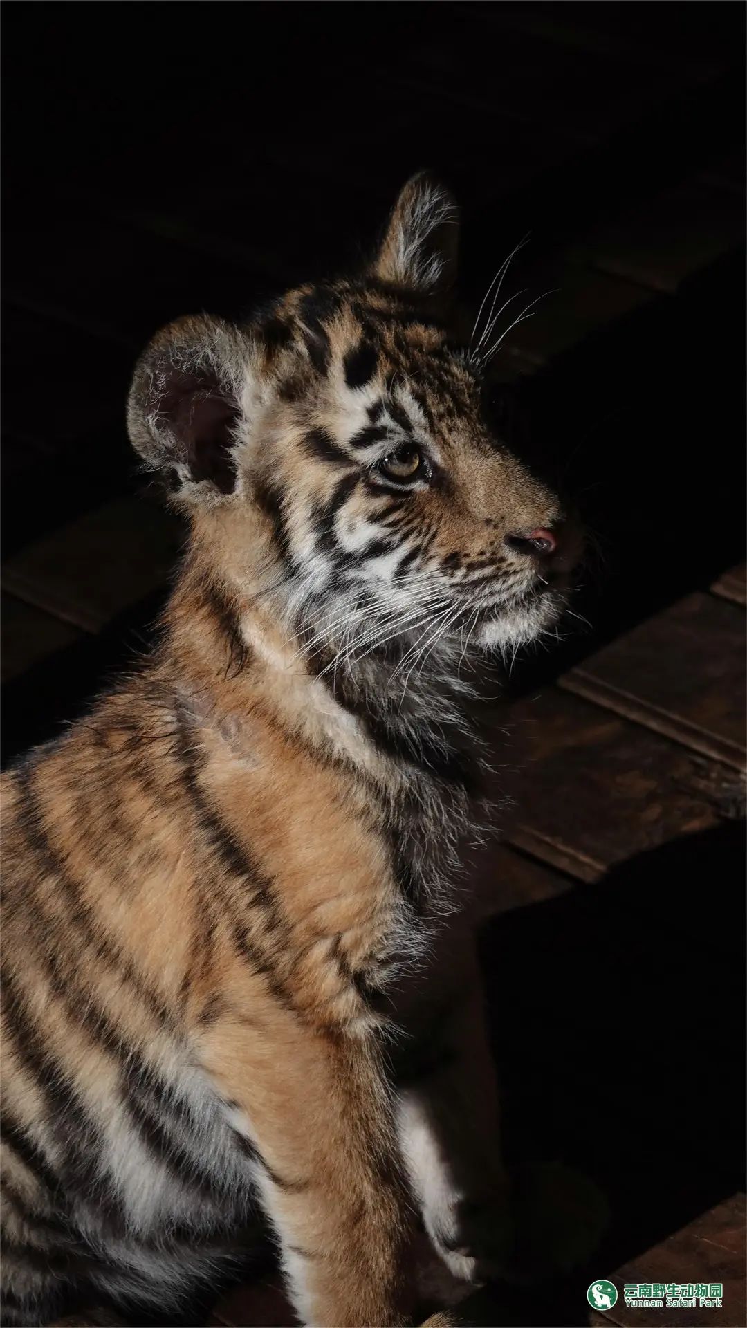 云南野生动物园