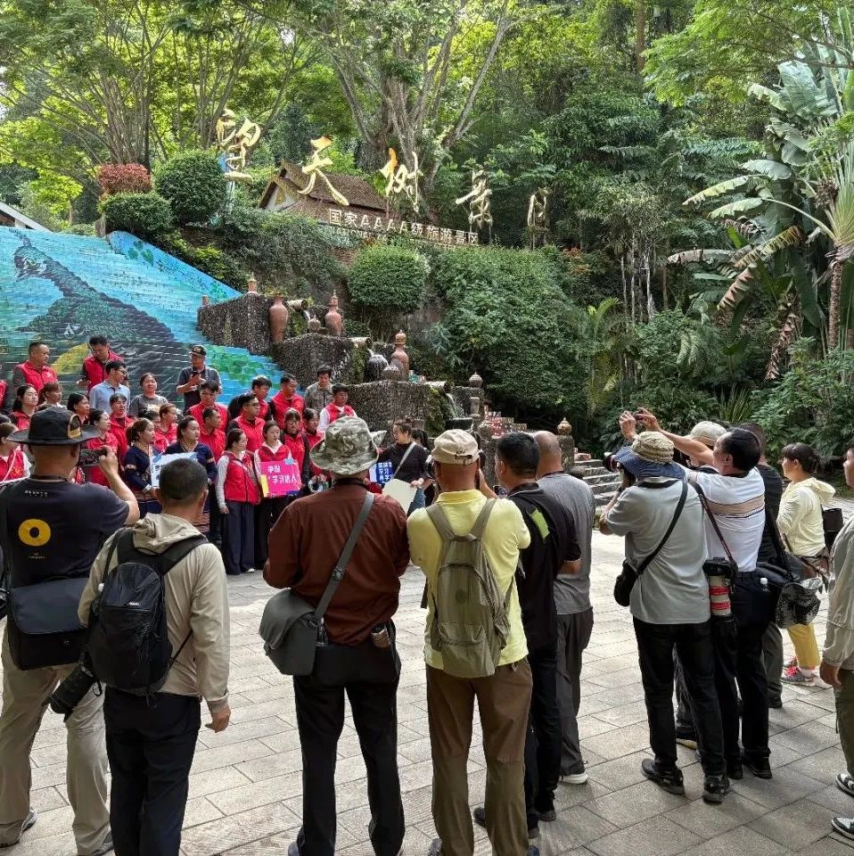 西双版纳望天树景区